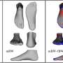 Overcoming a ‘stiff’ status: Research highlights foot’s variability and motion ability