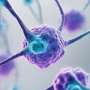 Researchers identify fresh selection of remedy for rare autoimmune illness EGPA