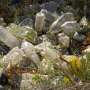 Explore raises questions about plastic pollution’s attain on coronary heart health