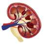Decrease phases of albuminuria associated with increased inconvenience for power kidney disease progression and kidney failure