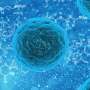 Key mechanism governing bone marrow stem cells opens door to recent therapies