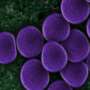 Meet Clostridium butyricum—the micro organism that helps relief us feeling our easiest