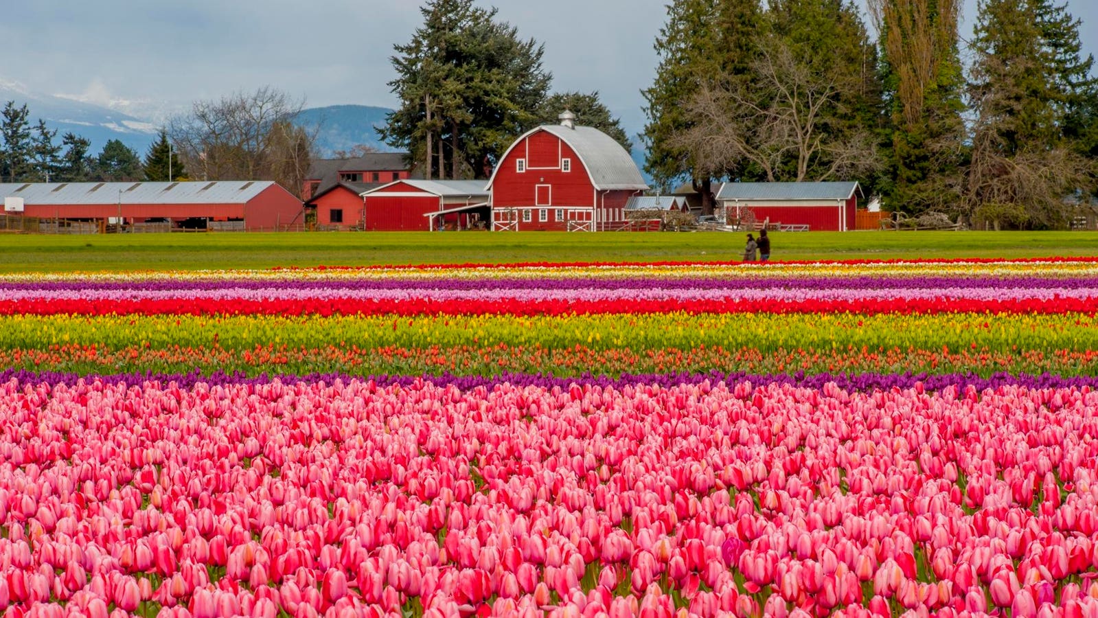 An Insider’s Handbook To Eating In The Pacific Northwest’s Tulip Nation