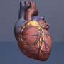 Biomimetic transcatheter aortic heart valve provides new possibility for aortic stenosis sufferers