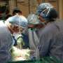 Overview show cell-by-cell changes ended in when pig hearts and kidneys are transplanted into people