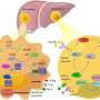 Update on the STING signaling pathway in rising nonalcoholic fatty liver disease