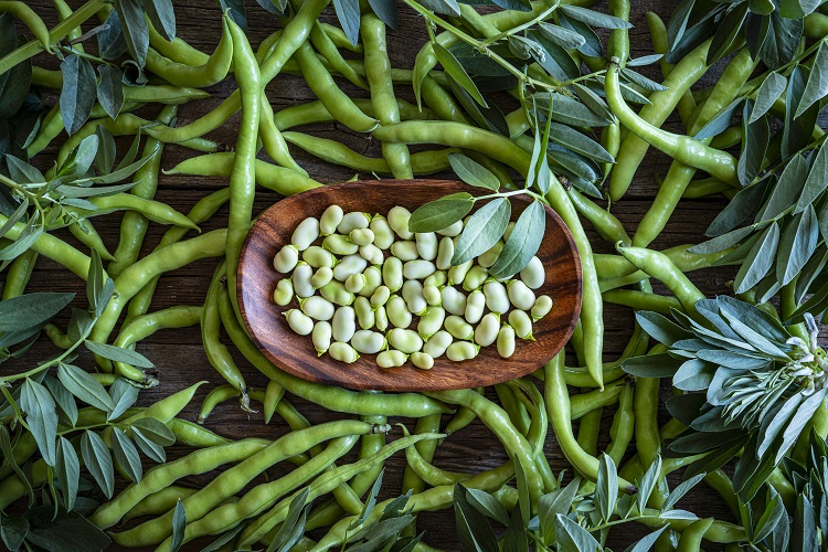 Can fava beans develop in Europe?