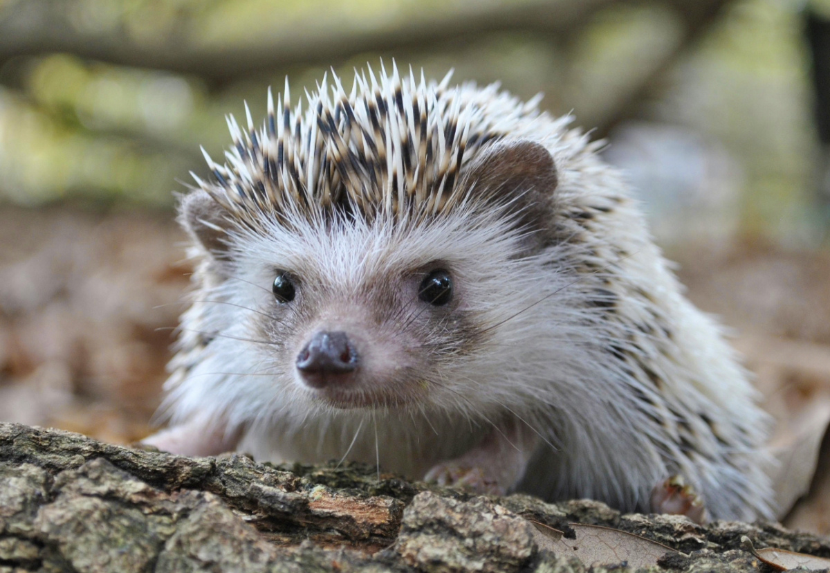 Housing giants to procedure chook nests and hedgehog highways