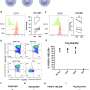 Loosening chimeric antigen receptor’s grip on T-regulatory cells improves characteristic, researchers gain