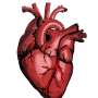 Unexpected coronary heart muscle development stumbled on in patients with man made hearts