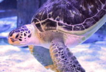 Inexperienced sea turtle gets reduction from “bubble butt” syndrome thanks to 3D printing