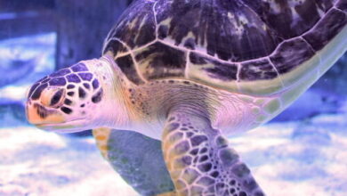 Inexperienced sea turtle gets reduction from “bubble butt” syndrome thanks to 3D printing