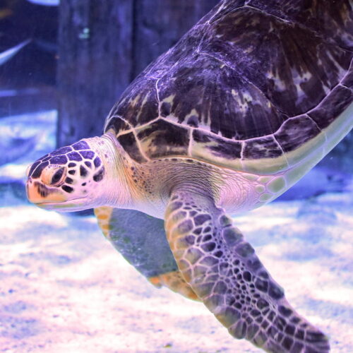 Inexperienced sea turtle gets reduction from “bubble butt” syndrome thanks to 3D printing