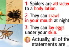 Right here’re Some Unusual Information About Spiders That Expose The entire lot You Know About Them Is Tainted