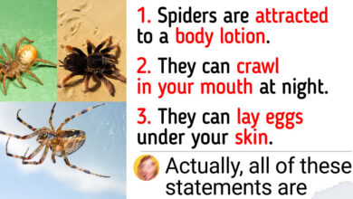 Right here’re Some Unusual Information About Spiders That Expose The entire lot You Know About Them Is Tainted