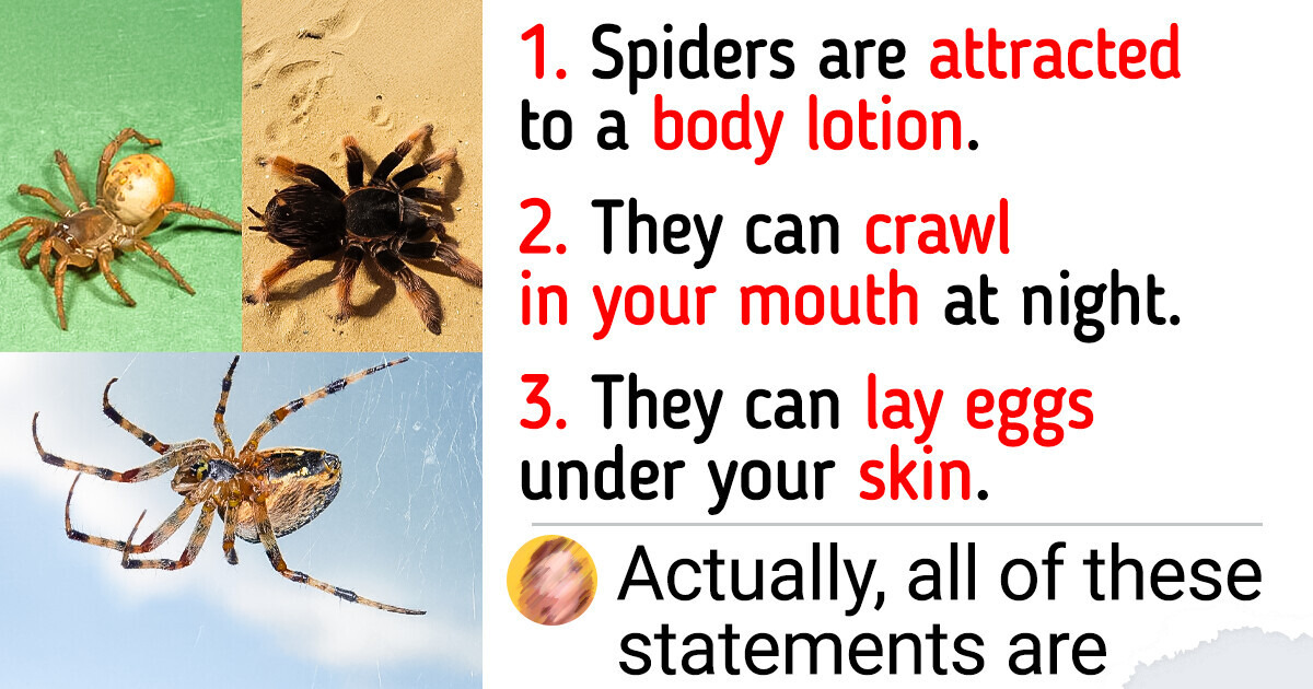 Right here’re Some Unusual Information About Spiders That Expose The entire lot You Know About Them Is Tainted