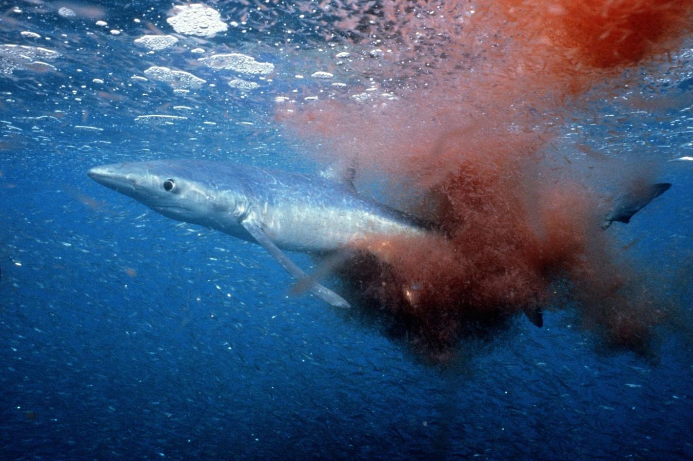 Impaled Nonetheless Alive: A Blue Shark’s Fabulous Attain upon With A Swordfish